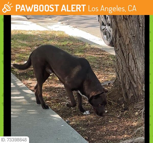 Found/Stray Male Dog last seen Jesus Sacred Heart Church Syriac Catholic Rite NOHO ( Burbank and Cleon), Los Angeles, CA 91601