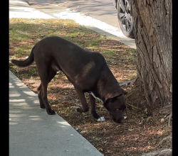 Found/Stray Male Dog last seen Jesus Sacred Heart Church Syriac Catholic Rite NOHO ( Burbank and Cleon), Los Angeles, CA 91601