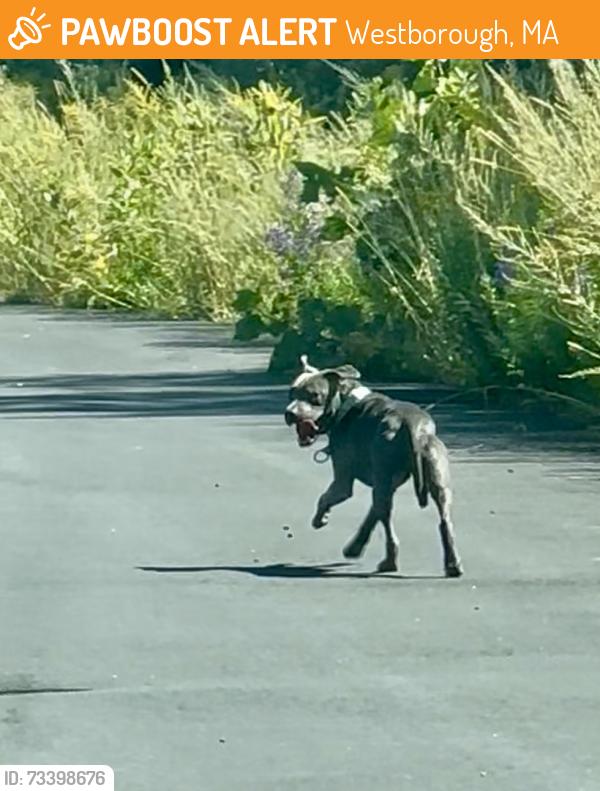 Found/Stray Unknown Dog last seen Ymca borough, Westborough, MA 01581
