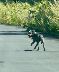 Found/Stray Unknown Dog last seen Ymca borough, Westborough, MA 01581