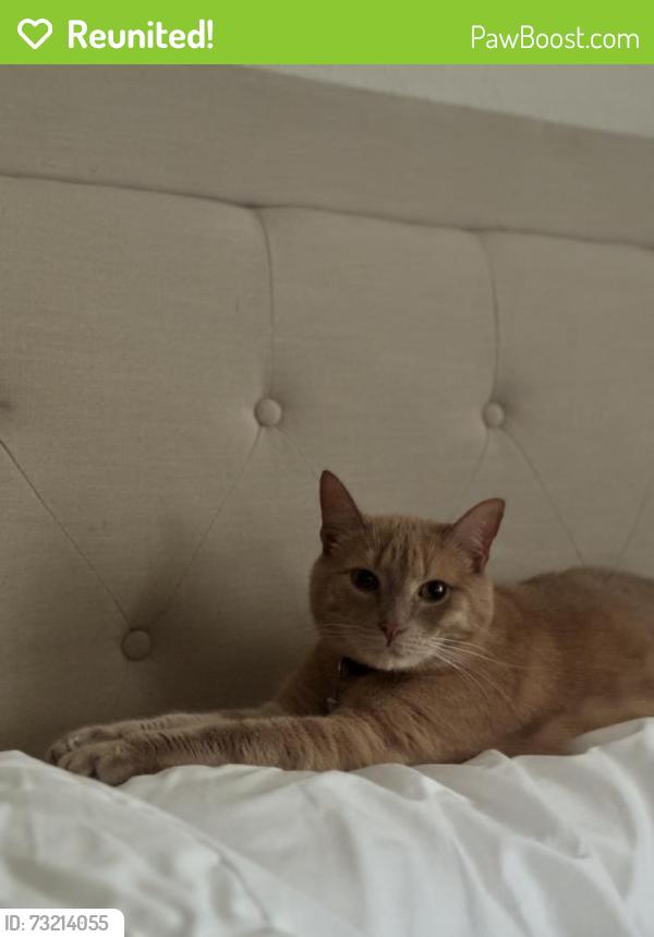 Reunited Male Cat last seen SE Crosspoint Dr, Port St. Lucie, FL 34983, USA, Port St. Lucie, FL 34983