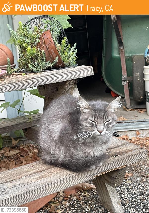 Found/Stray Unknown Cat last seen East Street, Tracy, CA 95376