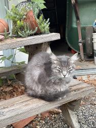 Found/Stray Unknown Cat last seen East Street, Tracy, CA 95376
