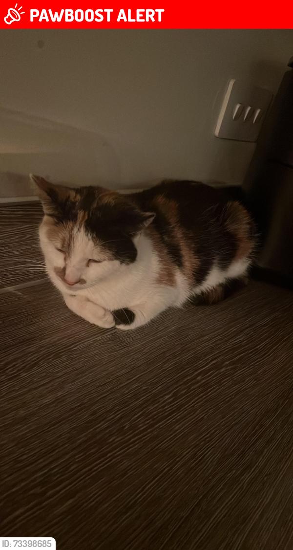 Lost Female Cat last seen from home, cranbrook exeter by the cranberry farm, Devon, England EX5 7FU
