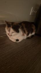 Lost Female Cat last seen from home, cranbrook exeter by the cranberry farm, Devon, England EX5 7FU