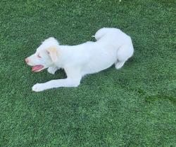 Found/Stray Male Dog last seen Silverado and Parsons, Merced, CA 95340