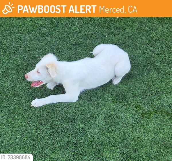 Found/Stray Male Dog last seen Silverado and Parsons, Merced, CA 95340