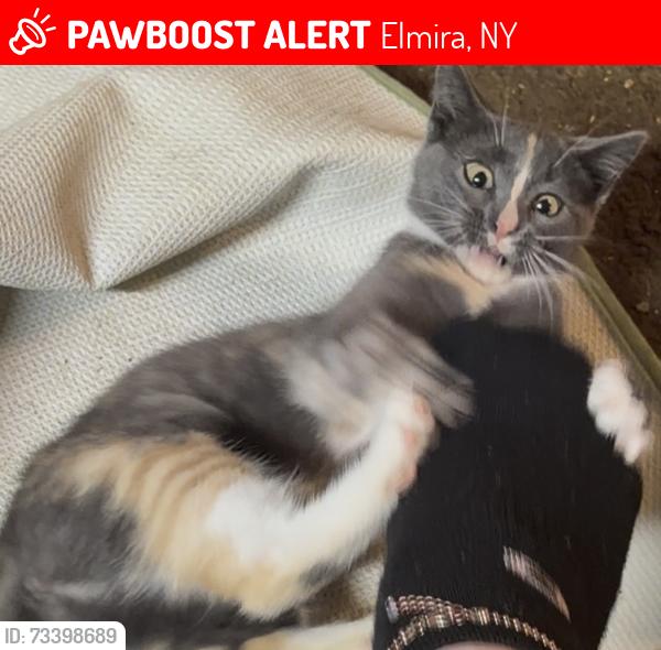 Lost Female Cat last seen lake ave and brand zt, Elmira, NY 14904