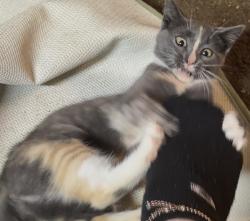 Lost Female Cat last seen lake ave and brand zt, Elmira, NY 14904