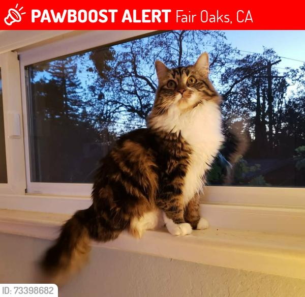 Lost Female Cat last seen Dory & Romero Way, Fair Oaks, CA 95628