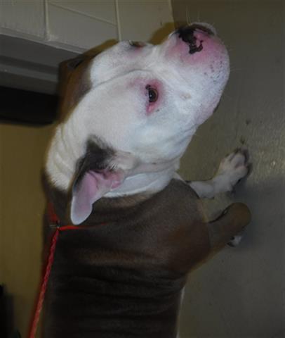 Shelter Stray Male Dog last seen THE BARN/SF, 232 Eslinger Way, Sanford, FL 32773, USA