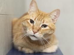 Shelter Stray Male Cat last seen Near BLOCK E BASLINE RD, 5501 E Van Buren St, Phoenix, AZ 85008, USA