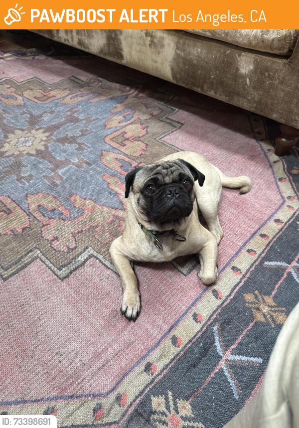 Found/Stray Male Dog last seen Erwin and blucher, Los Angeles, CA 91411