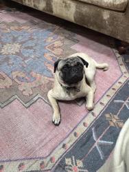 Found/Stray Male Dog last seen Erwin and blucher, Los Angeles, CA 91411