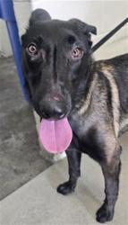 Shelter Stray Male Dog last seen Near BLOCK E G ST, 333 Chandler Pl, San Bernardino, CA 92408, USA