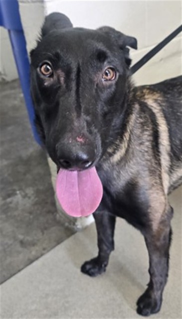 Shelter Stray Male Dog last seen Near BLOCK E G ST, 333 Chandler Pl, San Bernardino, CA 92408, USA