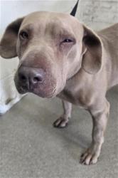 Shelter Stray Female Dog last seen Near BLOCK ST X N ST, 333 Chandler Pl, San Bernardino, CA 92408, USA