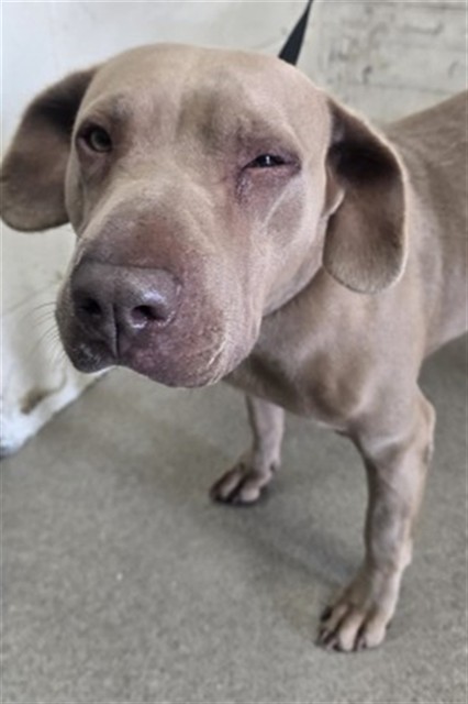 Shelter Stray Female Dog last seen Near BLOCK ST X N ST, 333 Chandler Pl, San Bernardino, CA 92408, USA