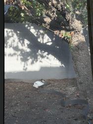 Found/Stray Unknown Rabbit last seen W Adam’s St & Straitt St; Thornton Park, Santa Ana, CA 92704