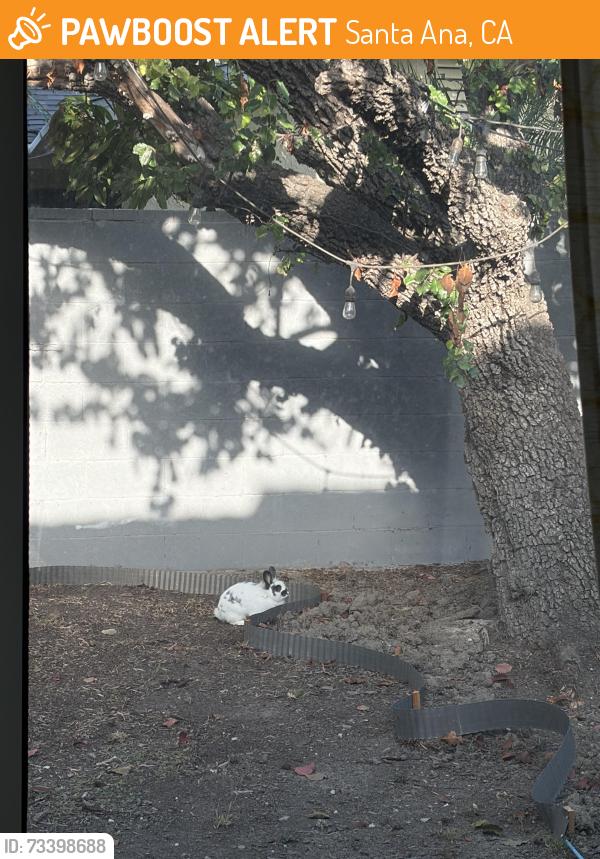 Found/Stray Unknown Rabbit last seen W Adam’s St & Straitt St; Thornton Park, Santa Ana, CA 92704
