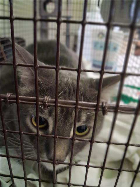 Shelter Stray Male Cat last seen , 1850 W 60th St, Los Angeles, CA 90047, USA