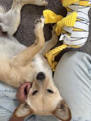 Reunited Male Dog last seen Chamberlaine Adelanto ca, Adelanto, CA 92301