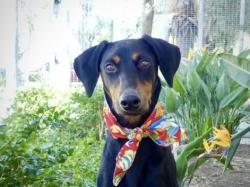 Shelter Stray Female Dog last seen , 3201 Lacy St, Los Angeles, CA 90031, USA