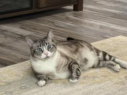 Reunited Female Cat last seen Franklin and Florin, Sacramento, CA 95823