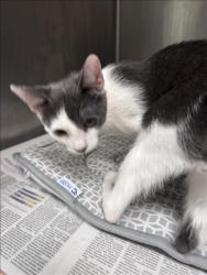 Shelter Stray Male Cat last seen , 11361 W Pico Blvd, Los Angeles, CA 90064, USA