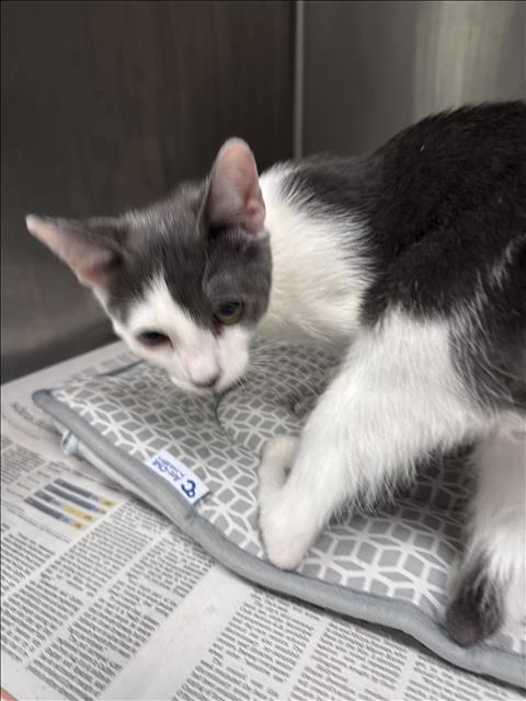 Shelter Stray Male Cat last seen , 11361 W Pico Blvd, Los Angeles, CA 90064, USA