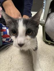 Shelter Stray Male Cat last seen , 11361 W Pico Blvd, Los Angeles, CA 90064, USA