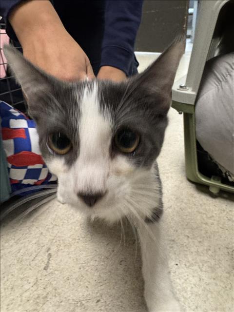 Shelter Stray Male Cat last seen , 11361 W Pico Blvd, Los Angeles, CA 90064, USA