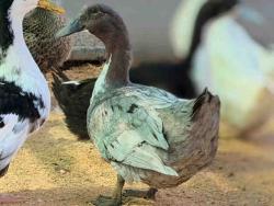 Shelter Stray Female Bird last seen , 5821 Sweetwater Rd, Bonita, CA 91902, USA
