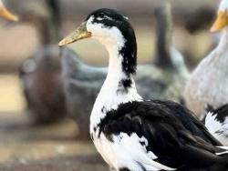 Shelter Stray Male Bird last seen , 5821 Sweetwater Rd, Bonita, CA 91902, USA