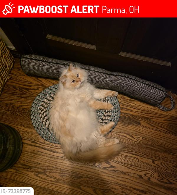 Lost Female Cat last seen State & Brookpark rd, Parma, OH 44134