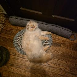 Lost Female Cat last seen State & Brookpark rd, Parma, OH 44134