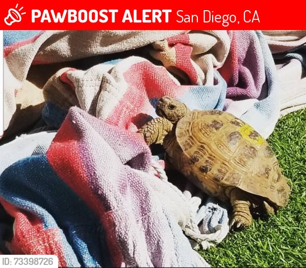 Lost Male Reptile last seen Lenore dr and Richard st, San Diego, CA 92115