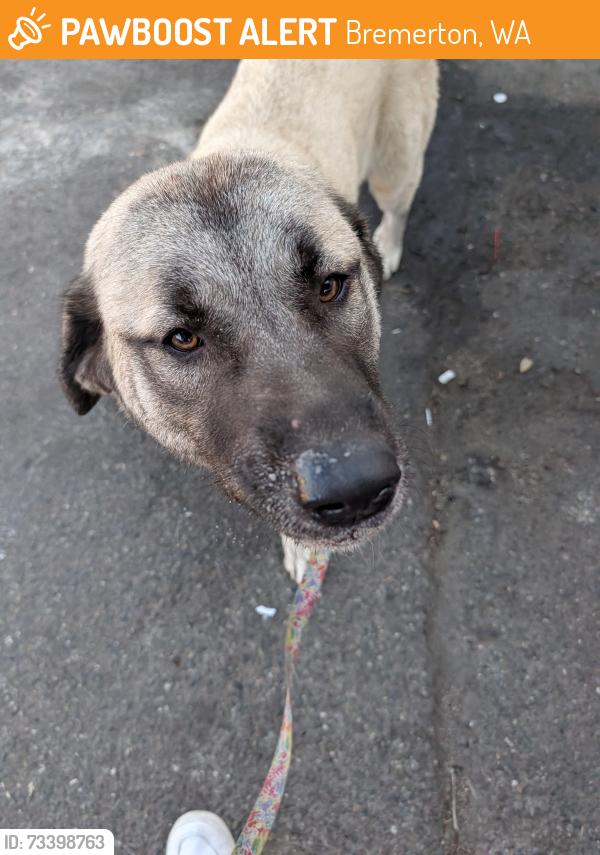Found/Stray Female Dog last seen Emma's BBQ, Bremerton, WA 98312