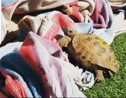 Lost Male Reptile last seen Lenore dr and Richard st, San Diego, CA 92115