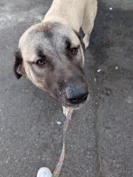 Found/Stray Female Dog last seen Emma's BBQ, Bremerton, WA 98312