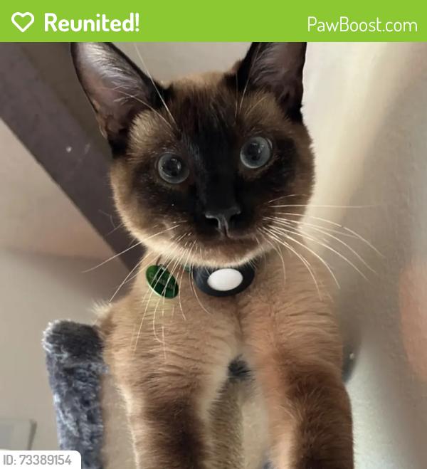 Reunited Male Cat last seen Pachappa Hill, Gibraltar Drive, Riverside, CA 92506