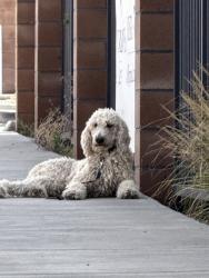 Found/Stray Unknown Dog last seen Near Olympus Markana Phase 2 apartments on the sidewalk, Glendale Ave NE, Albuquerque, NM 87113