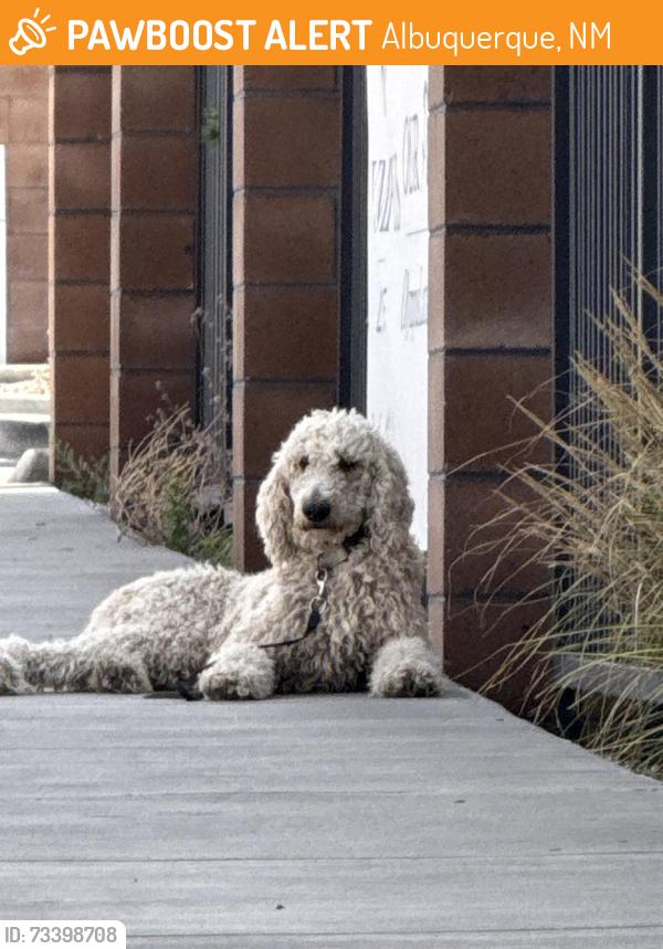 Found/Stray Unknown Dog last seen Near Olympus Markana Phase 2 apartments on the sidewalk, Glendale Ave NE, Albuquerque, NM 87113