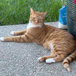 Reunited Male Cat last seen Edenderry Dr, Vacaville, CA 95688