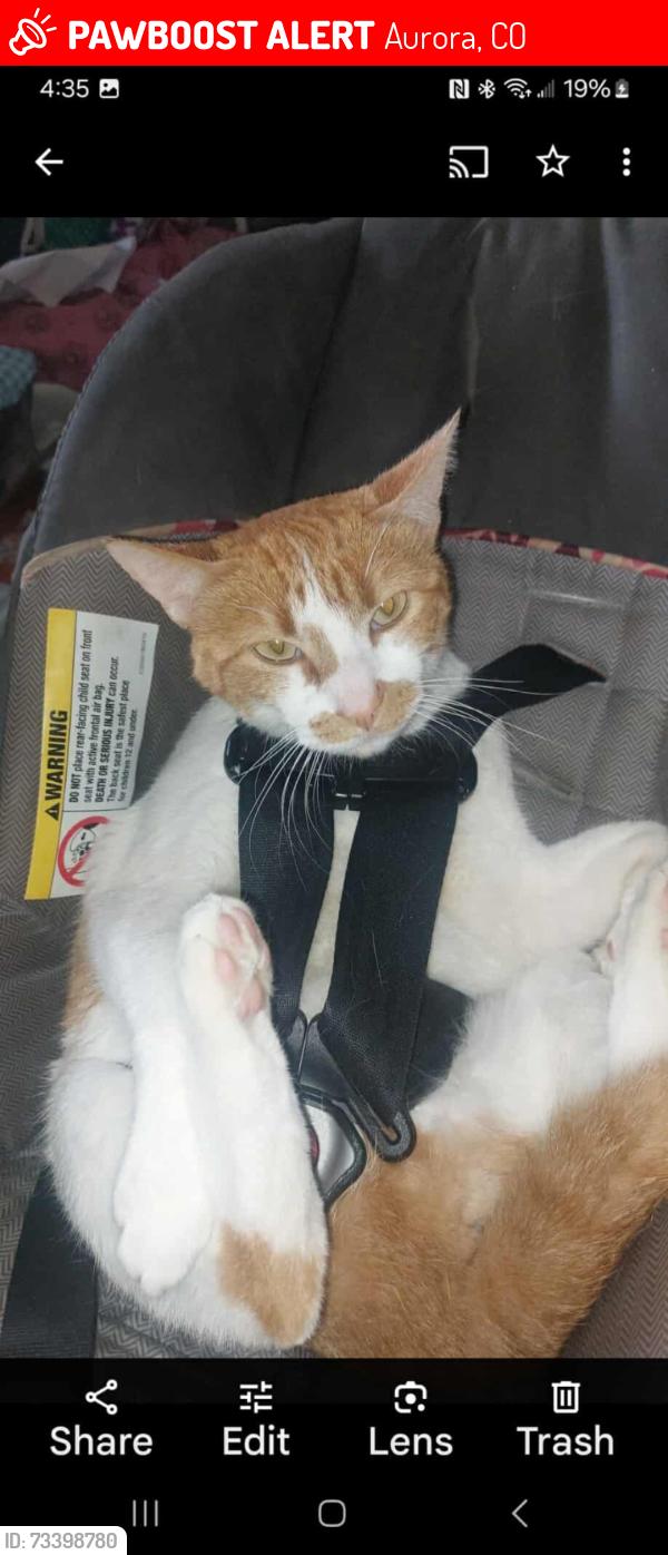 Lost Male Cat last seen Sable and Mississippi, Aurora, CO 80012