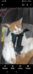 Lost Male Cat last seen Sable and Mississippi, Aurora, CO 80012