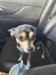 Found/Stray Male Dog last seen Lake North and Beaver Creek Court, Las Vegas, NV 89117