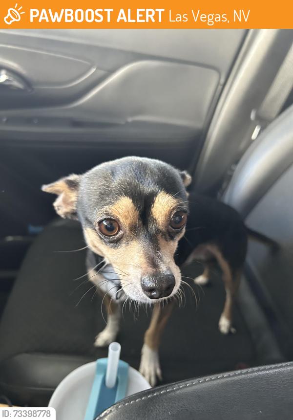 Found/Stray Male Dog last seen Lake North and Beaver Creek Court, Las Vegas, NV 89117