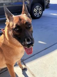 Reunited Female Dog last seen Palm and Acacia, Valle Vista, CA 92544