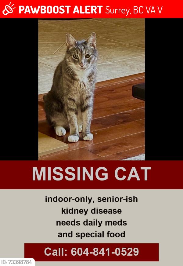 Lost Male Cat last seen 21a Ave, Surrey, BC V4A 9V4